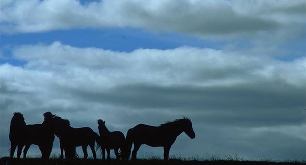 Horses near Gullfoss