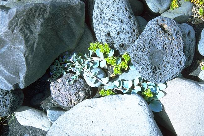 Pflanzen am Strand