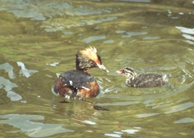 Water birds