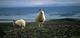 Sheeps near lake Mývatn