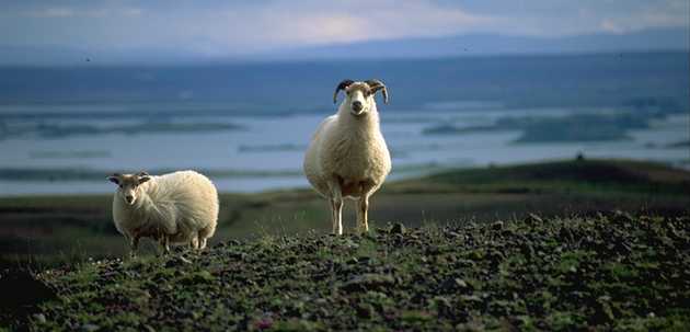 Sheeps near lake Mývatn