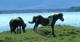 Horses at lake Mývatn