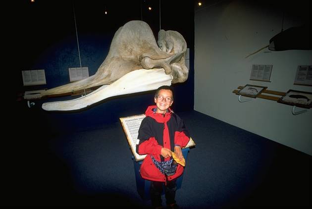 Whale museum Husavk