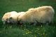 Schafe bei Kirkjubjarklaustur