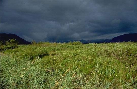 Camping site of Þingvellir